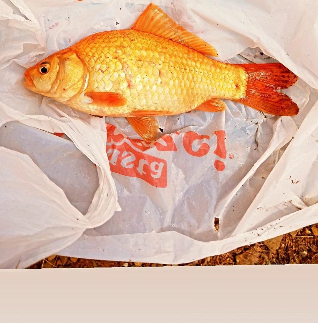 Cemil Karabey tarafından takılan turuncu balık. 