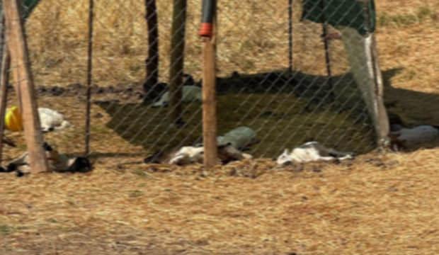 Diyarbakır'da k&ouml;peklerin saldırdığı 15 kuzu &ouml;ld&uuml;