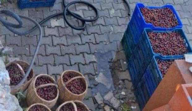 Kiraz &uuml;reticisi &ccedil;aresiz! 'Dalında &ccedil;&uuml;r&uuml;yecek ya da d&ouml;k&uuml;lecek'