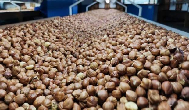 Rakamlar a&ccedil;ıklandı: Fındık ihracatından 1,4 milyar dolarlık gelir!