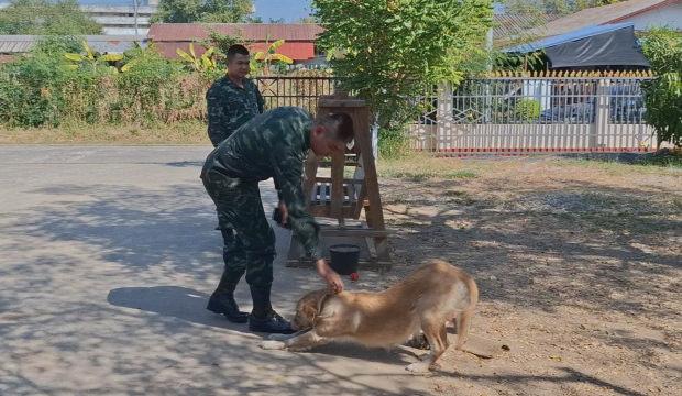 Tayland'da evcil bir k&ouml;pek sahibine el bombası getirdi