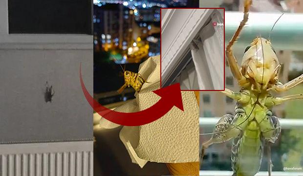 Balkanlardan geliyorlar! İstanbul'da alarm: Bir&ccedil;ok il&ccedil;ede g&ouml;r&uuml;ld&uuml;, evlerin i&ccedil;lerine girdi!