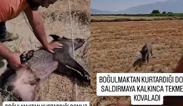 Hayatını kurtardığı domuz saldırınca tekmeyle kovaladı
