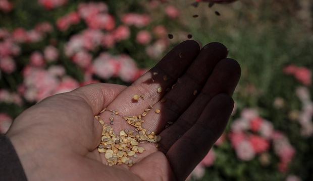 TİGEM'den yerli tohum hamlesi! 50 ata tohumu &uuml;reticiyle buluşuyor