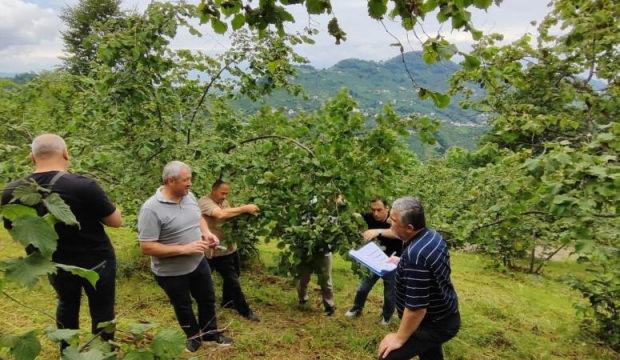 Trabzon&rsquo;da fındıkta rekolte tespiti &ccedil;alışmaları başladı