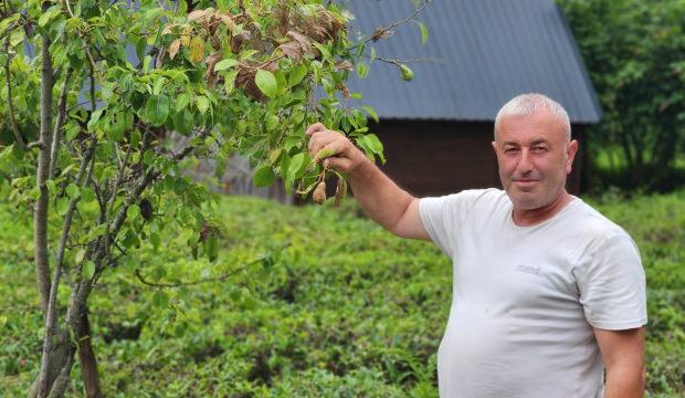 Vampir kelebek ve kahverengi kokarcanın ardından Doğu Karadeniz&rsquo;de yeni alarm!