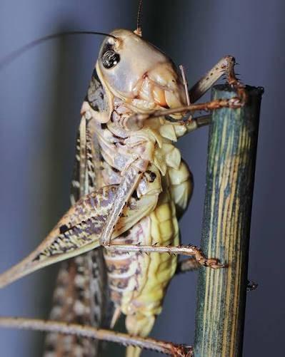 Beyaz yüzlü çalı çekirgesi' (Decticus albifrons)
