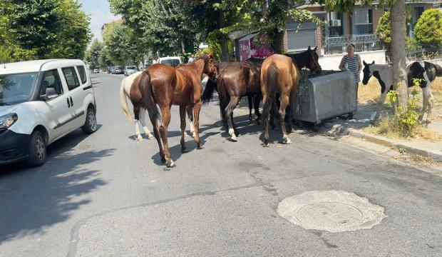 İstanbul'un g&ouml;beğinde şaşırtan manzara! Cadde ortasında s&uuml;r&uuml; halinde geziyorlar!