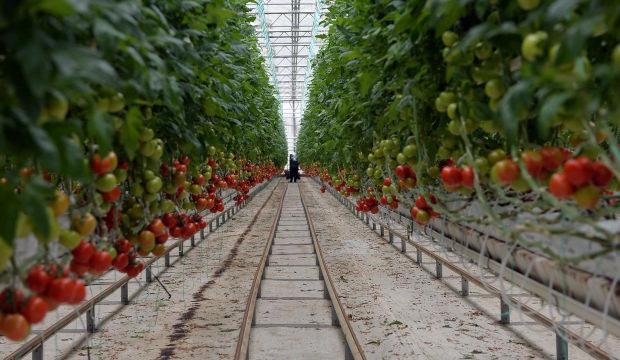 İzmir Dikili&rsquo;de dev sera hamlesi! Yıllık 80 bin ton &uuml;retim, 3 bin 500 kişiye istihdam