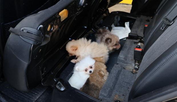 Kapıkule'de 'Pomeranian' cinsi 5 k&ouml;pek yavrusu ele ge&ccedil;irildi