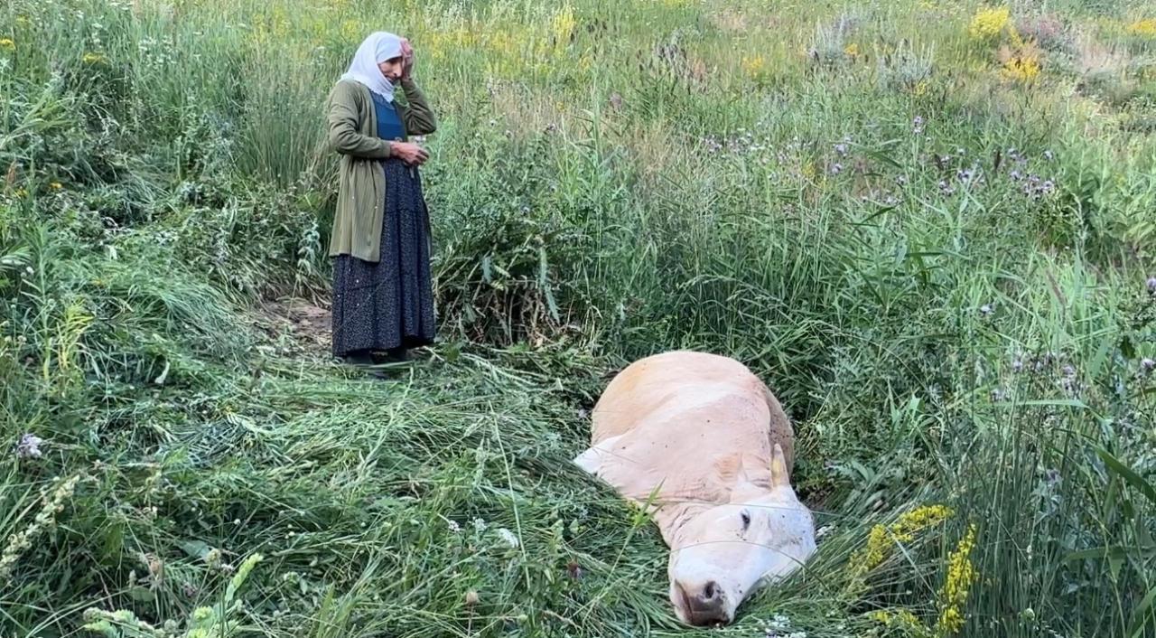 Bir ineği telef oldu, 7 inek, 5 buzağı sahibi oldu.