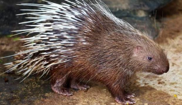 Batman'da g&ouml;r&uuml;ld&uuml;: Afrika ve Akdeniz'in en tehlikeli hayvanları arasında