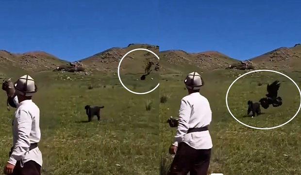 Hedefini şaşıran kaya kartalı k&ouml;peği avlamak istedi
