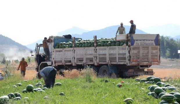 İş&ccedil;ilerin hasada başladı! Tarlada 4 liraya d&uuml;şt&uuml;