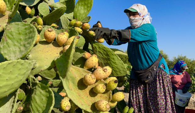 Toplaması &ccedil;ile, tadı doyumsuz! Kilosu 30 liradan satışa &ccedil;ıktı 
