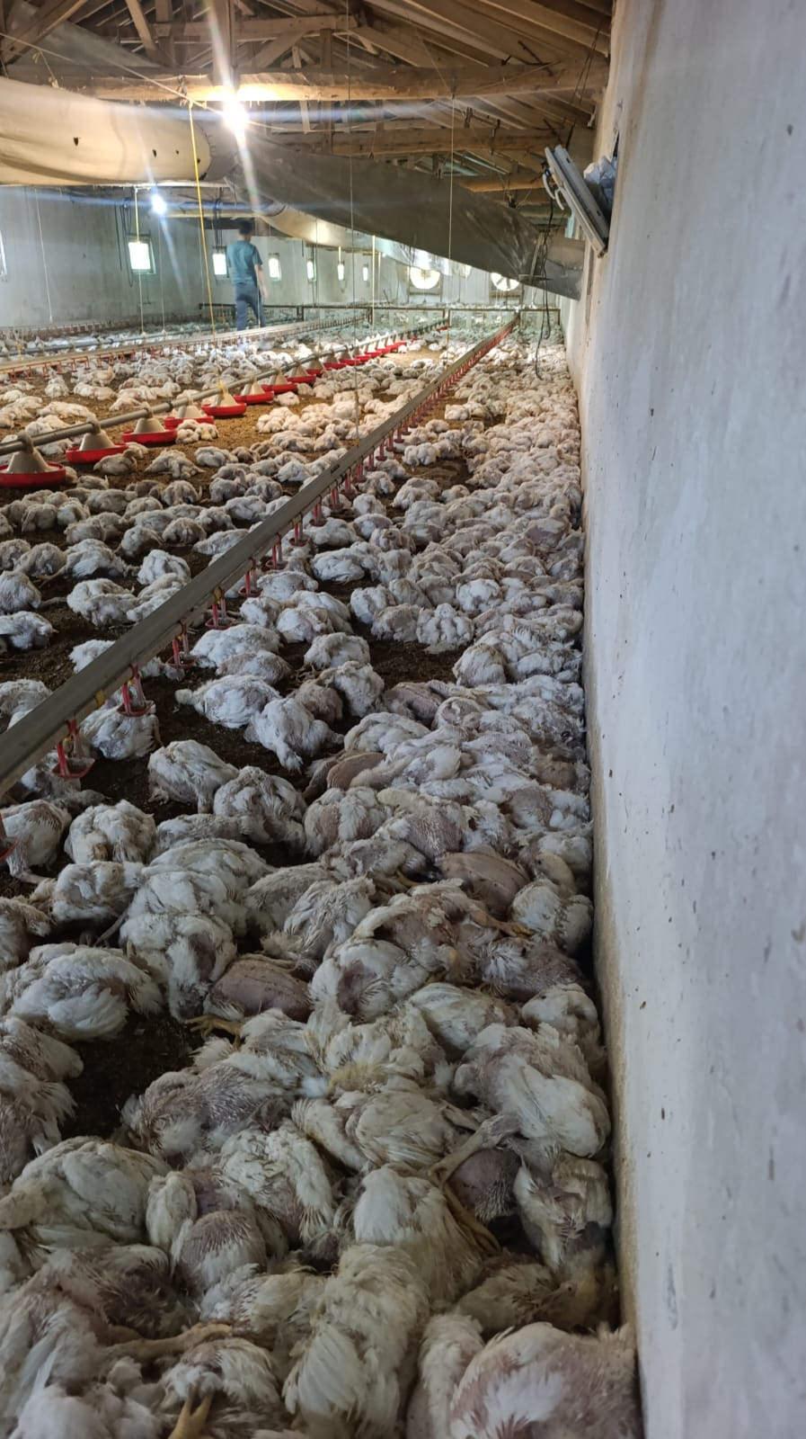 Çiftliğin havalandırması arızalanınca 4 bin tavuk öldü.