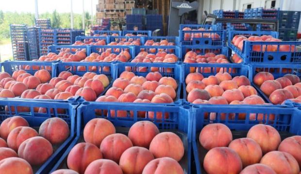 Şeftali fiyatları 1 g&uuml;nde yarıya d&uuml;şt&uuml;