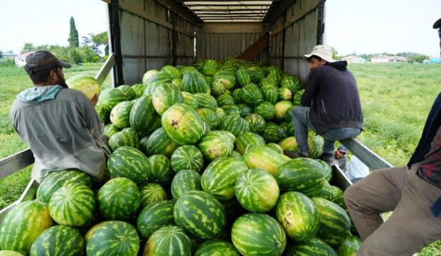 Karpuzun kilosu 3 TL, kavunun tanesi 20 TL
