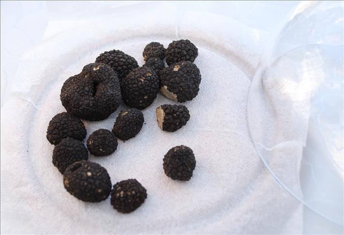 Toprağın altındaki servet! Eğitimli köpeklerle bulunuyor: