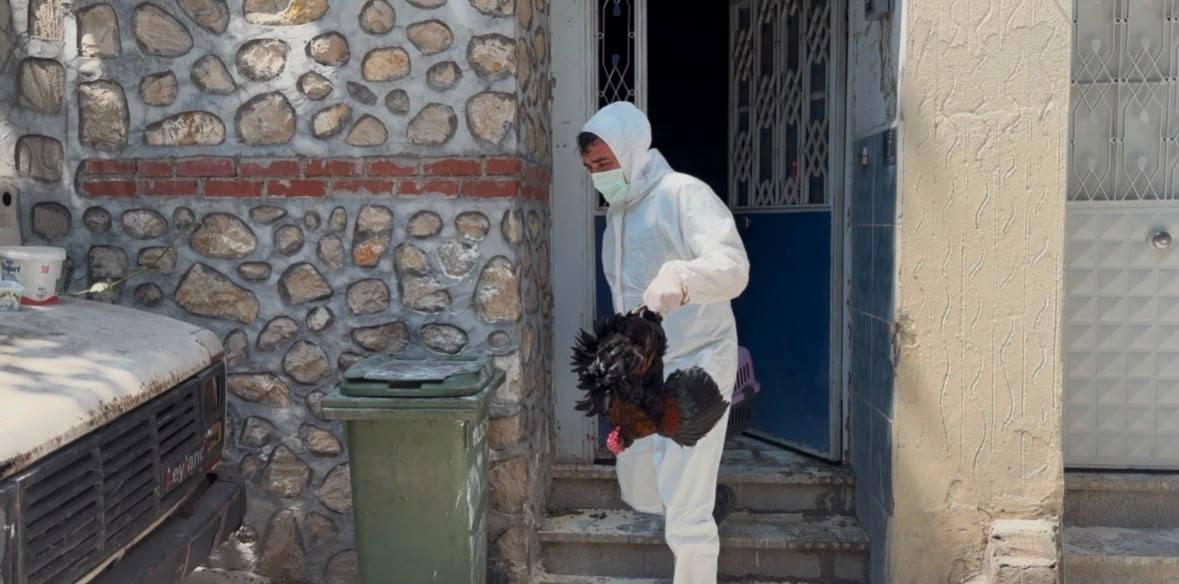 Sokakta pire istilasına neden olan hayvanlar, tutuldukları apartmandan kurtarılıp bakıma alındı.