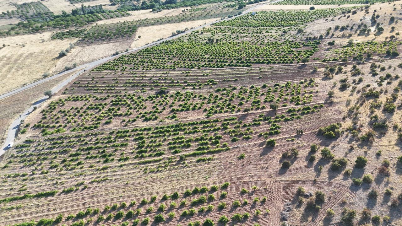 Malatya’da unutulan lezzeti dünya yolunda! Tahannebi için ihracat hedefi açıklandı