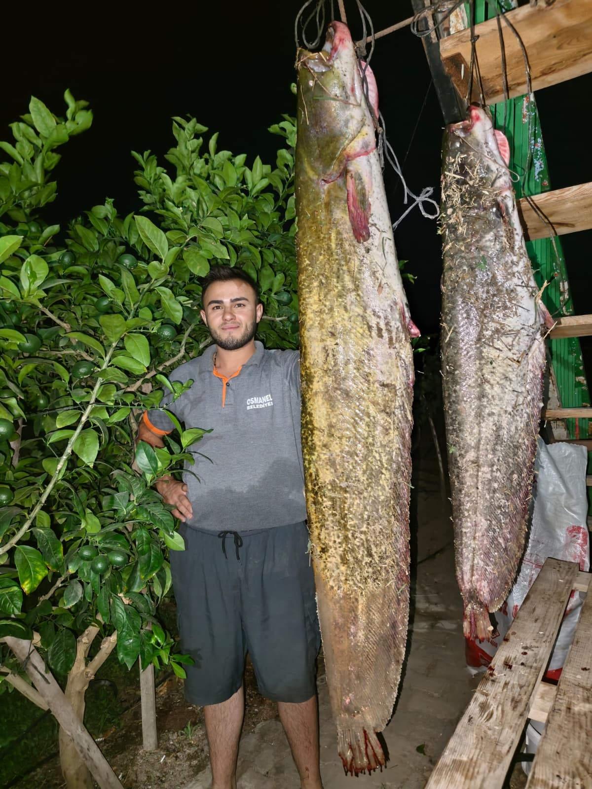 Sakarya Nehri'nden 34 kiloluk dev yayın çıktı.