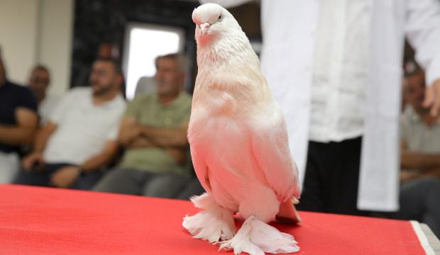 Kafeste servet! G&ouml;ren şaşkına d&ouml;n&uuml;yor: Bu g&uuml;vercinlerin fiyatı tam 5 milyon lira
