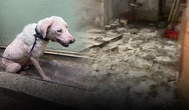 Bursa'da sokağı istila ettiler! Hayvanların &ccedil;ığlıkları duyuluyor iddiası 