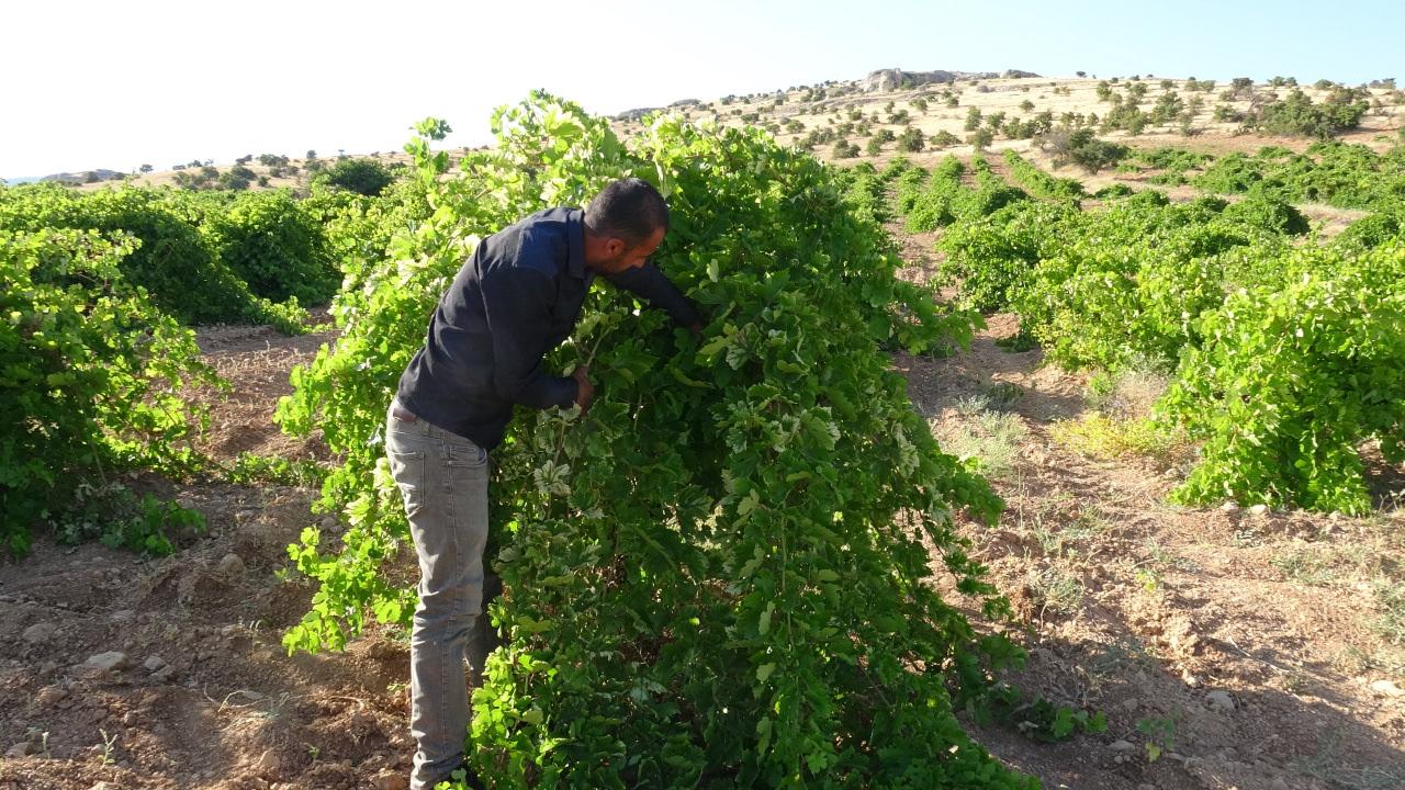 Malatya’da unutulan lezzeti dünya yolunda! Tahannebi için ihracat hedefi açıklandı