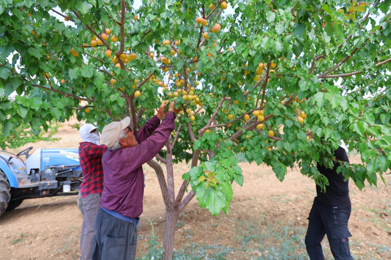 Kayısı projesi dünyada ses getirdi: 17 yaşındaki öğrenci ABD’de derece aldı