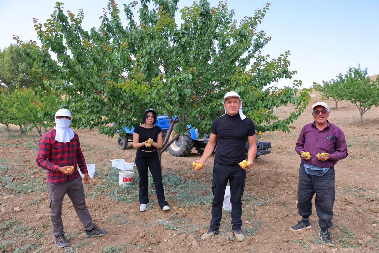 Kayısı projesi dünyada ses getirdi: 17 yaşındaki öğrenci ABD’de derece aldı