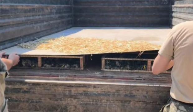 Hatay'da trakt&ouml;r r&ouml;morkunda binlerce saka kuşu &ccedil;ıktı! S&uuml;r&uuml;c&uuml;ye 19,8 milyon TL ceza kesildi