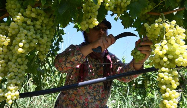 Manisa&rsquo;da Sultani &uuml;z&uuml;m hasadı başladı: Gecikmenin nedeni belli oldu