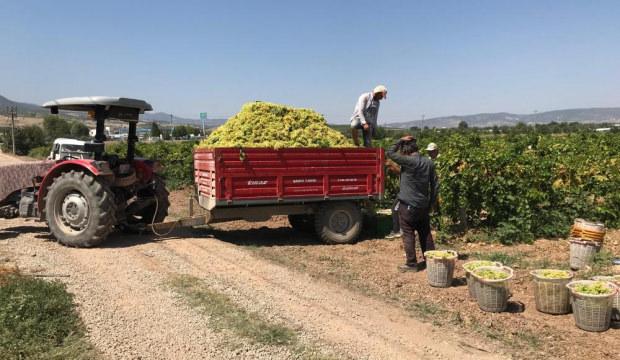 &Uuml;z&uuml;m &uuml;reticisi dertli! '&Uuml;vey evlat muamelesi g&ouml;r&uuml;yoruz'