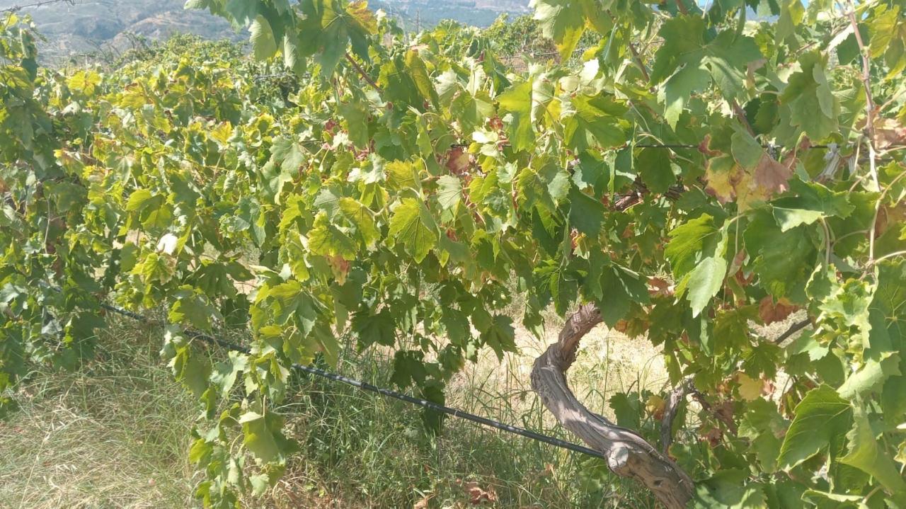  Emek hırsızları bağdan 2 ton üzüm çaldı.
