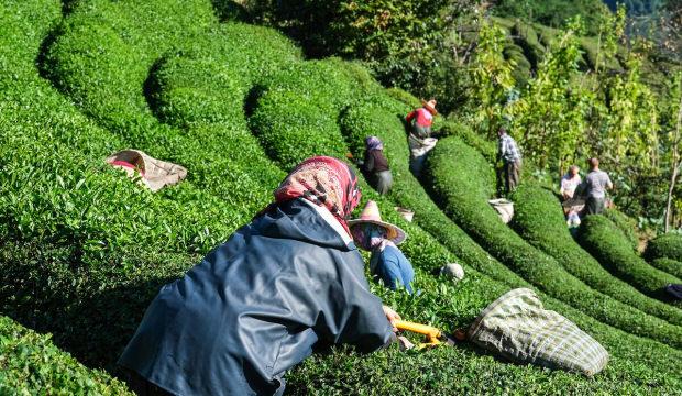 &Ccedil;AYKUR'da ikinci s&uuml;rg&uuml;n yaş &ccedil;ay alımları bug&uuml;n tamamlanıyor! &Uuml;&ccedil;&uuml;nc&uuml; alım tarihi belli oldu
