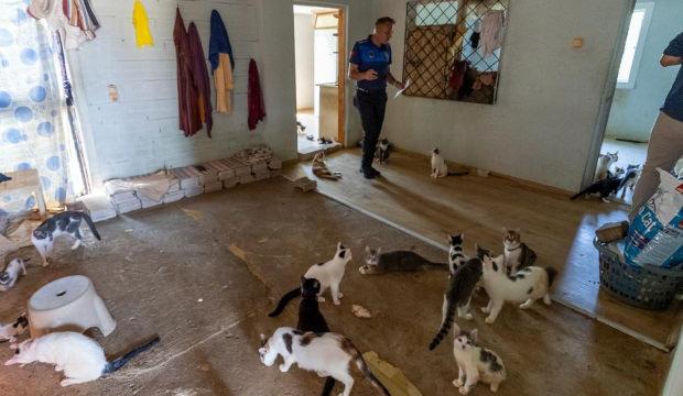 '&Ccedil;&ouml;p ev' ihbarına giden ekipler adreste 100 kedi buldu