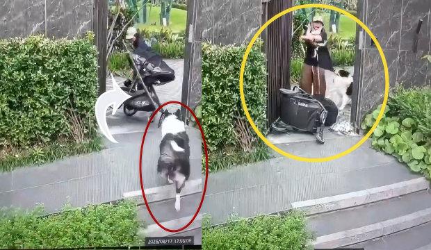 Evcil hayvanını korumaya &ccedil;alışan anne &ouml;z evladını unuttu!İşte trajikomik anlar