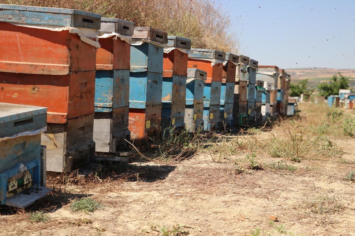 Tarlada bir kovan buldu 450 kovanlık çiftliğe dönüştürdü