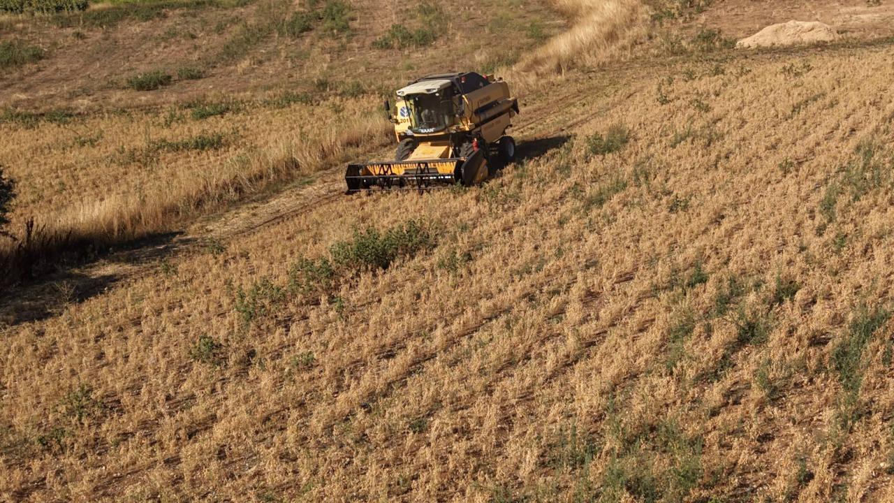 Hasat yapan çiftçinin yüzü güldü: Kilosu 100 liradan satılıyor