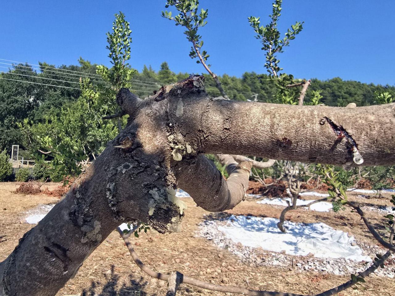 11 yıllık sabır meyvesini verdi: İlk hasat yapıldı: Kilosu 35 bin lira