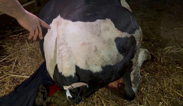 Sakarya'da akılalmaz iddia! Komşusu, danasının kuyruğunu baltayla kesti
