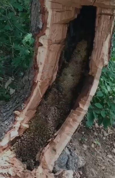 Bingöl’de ağaç kovuğundan kilo kilo bal çıktı.