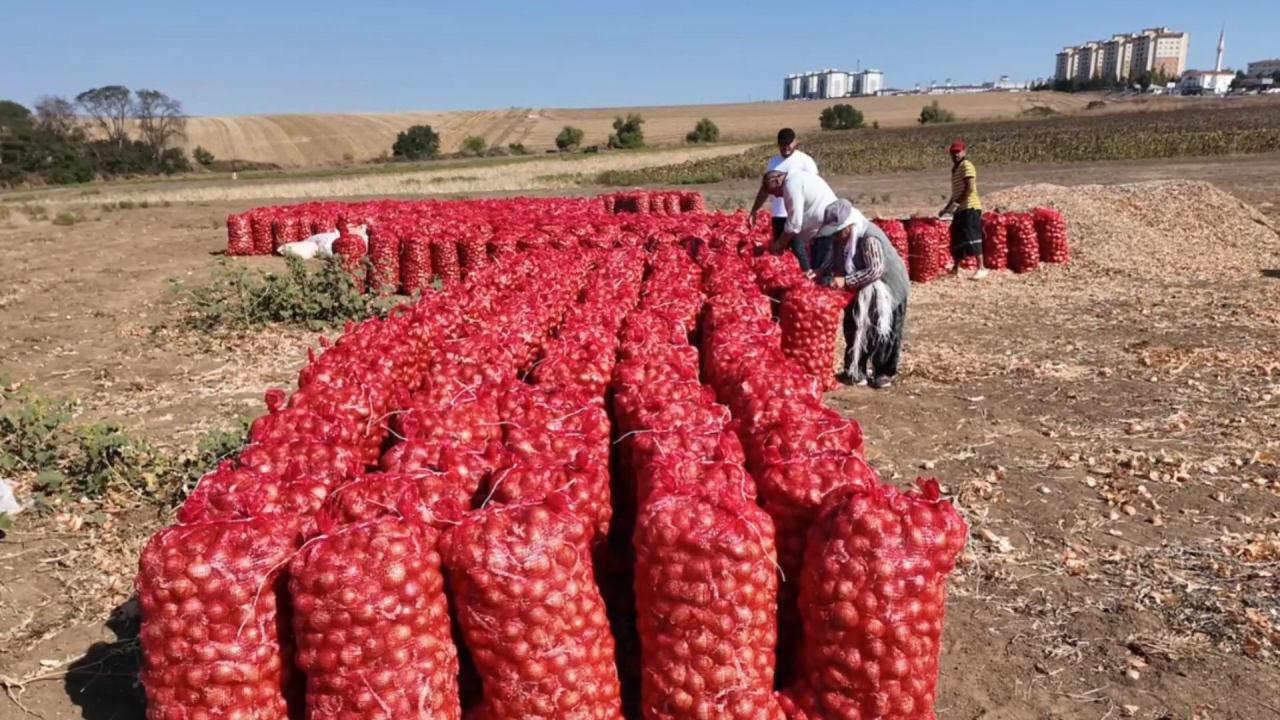 Bu soğan 3 yılda sofraya geliyor! Aroması bambaşka, susuz yerde yetişiyor