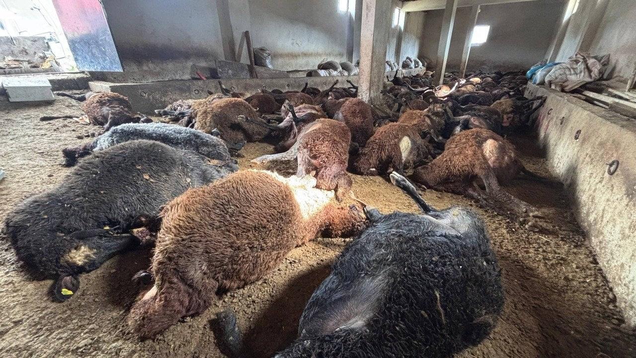 Erzincan’da ayı dehşeti.