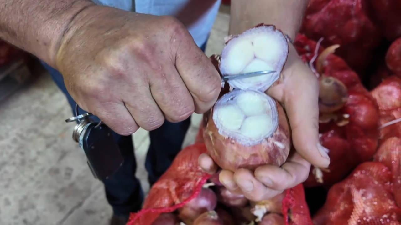 Bu soğan 3 yılda sofraya geliyor! Aroması bambaşka, susuz yerde yetişiyor