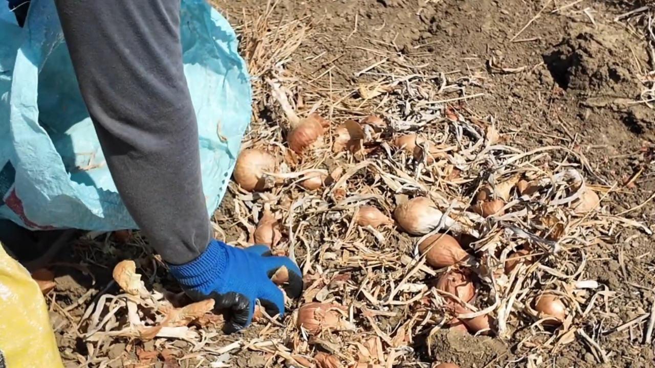Bu soğan 3 yılda sofraya geliyor! Aroması bambaşka, susuz yerde yetişiyor