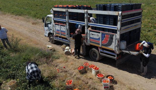 Bitlis'te domates bereketi! Hasat başladı! B&ouml;lgede zirveyi kimseye kaptırmadı!