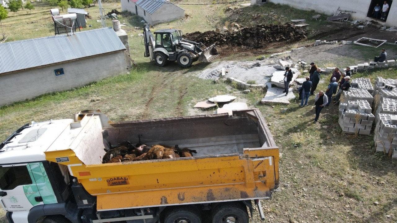 Ağıla ayı girdi, 144 küçükbaş hayvan telef oldu.