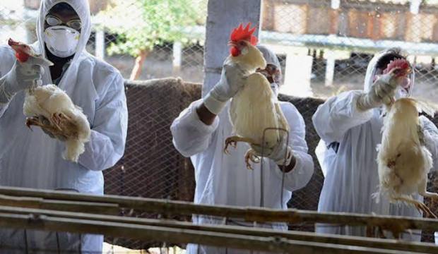 Kuş gribi alarmı: &Uuml;lkede acil durum ilan edildi! 